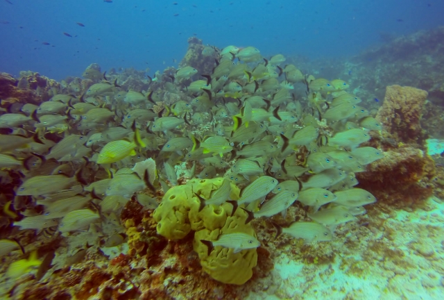 Espectaculos marinos